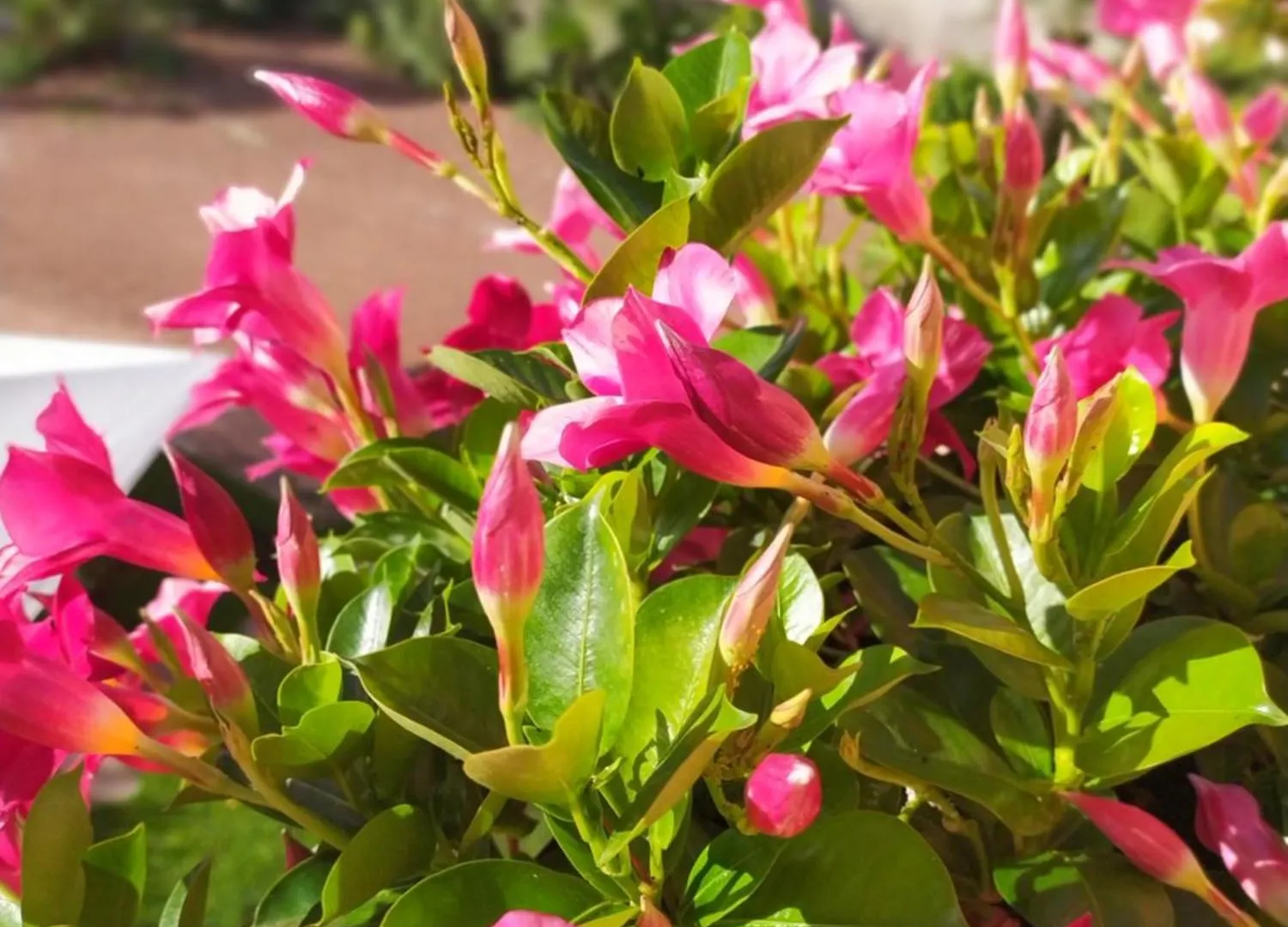 Il Sentiero B&Bio Sant'Antioco Bed & Breakfast